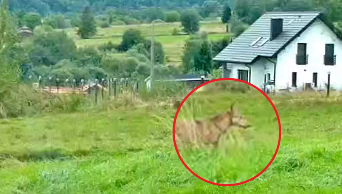 Samotny wilk na osiedlu - w biały dzień (WIDEO)