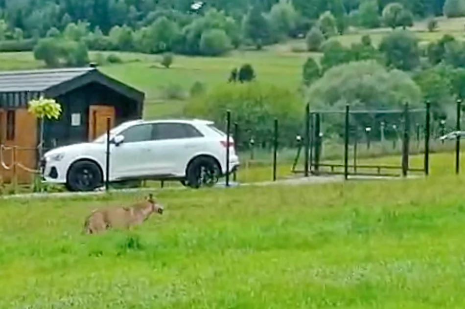 Samotny wilk na osiedlu - w biały dzień (WIDEO) - zdjęcie 2