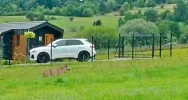 Samotny wilk na osiedlu - w biały dzień (WIDEO) - zdjęcie 2