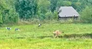 Samotny wilk na osiedlu - w biały dzień (WIDEO) - zdjęcie 3