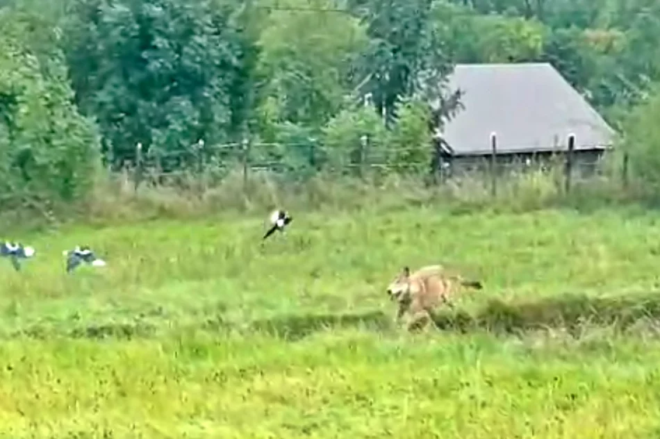 Samotny wilk na osiedlu - w biały dzień (WIDEO) - zdjęcie 3