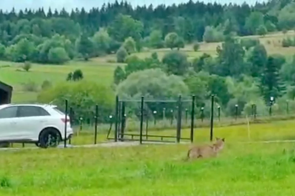Samotny wilk na osiedlu - w biały dzień (WIDEO) - zdjęcie 4