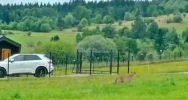Samotny wilk na osiedlu - w biały dzień (WIDEO) - zdjęcie 4