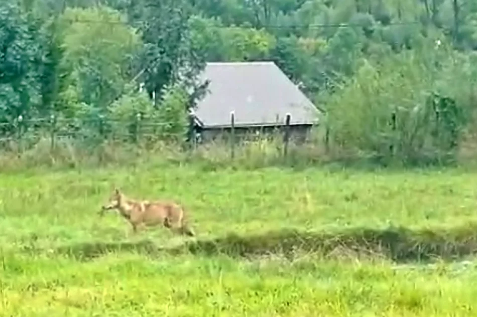 Samotny wilk na osiedlu - w biały dzień (WIDEO) - zdjęcie 5