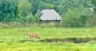 Samotny wilk na osiedlu - w biały dzień (WIDEO) - zdjęcie 5