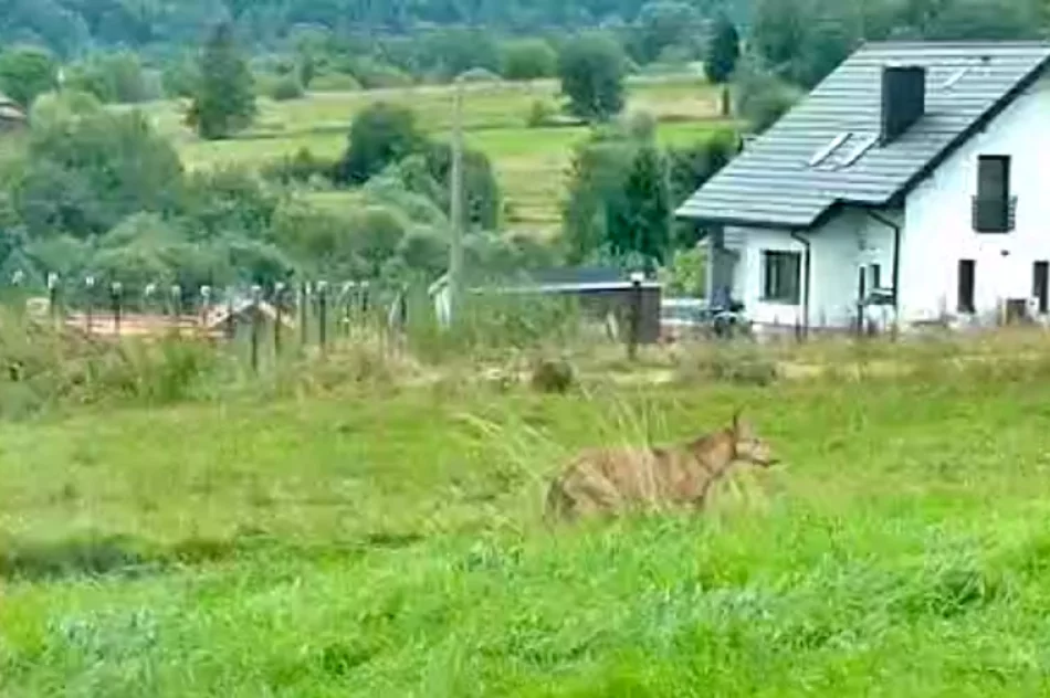 Samotny wilk na osiedlu - w biały dzień (WIDEO) - zdjęcie 6