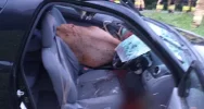 ​Jeleń wpadł do wnętrza samochodu, dwie osoby w szpitalu - zdjęcie 3