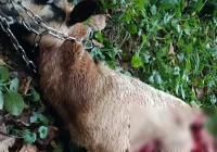 Atak wilków w pobliżu domu - zdjęcie główne