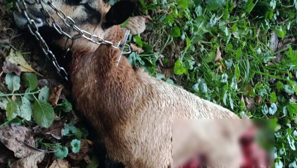Atak wilków w pobliżu domu - zdjęcie 1