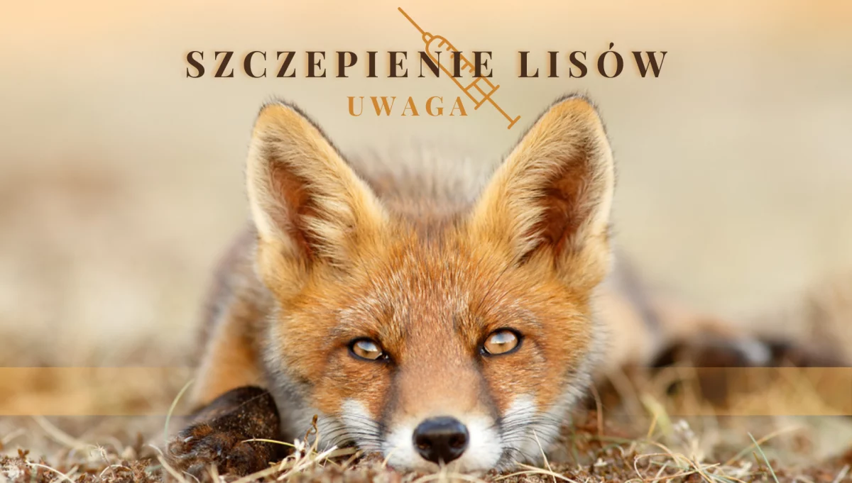 Jesienna akcja ochronnego szczepienia lisów