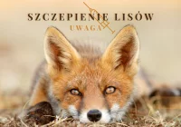 Jesienna akcja ochronnego szczepienia lisów - zdjęcie główne