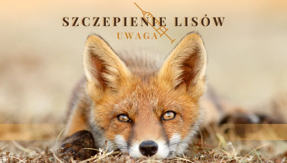Jesienna akcja ochronnego szczepienia lisów - zdjęcie 1
