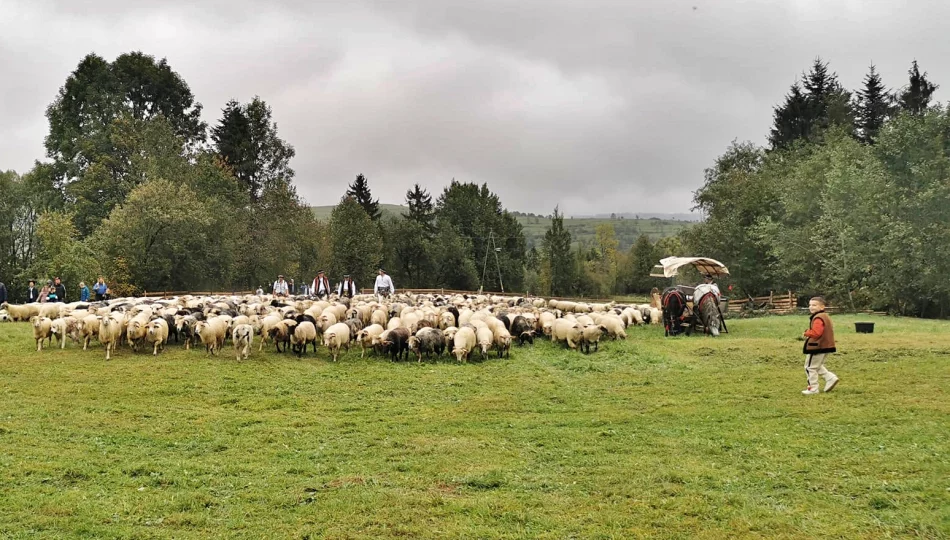 Jutro gorczański redyk – tradycyjne zakończenie sezonu pasterskiego - zdjęcie 1