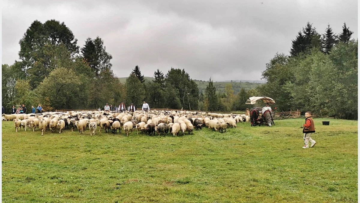 Jutro gorczański redyk – tradycyjne zakończenie sezonu pasterskiego