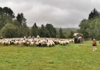 Jutro gorczański redyk – tradycyjne zakończenie sezonu pasterskiego - zdjęcie główne