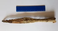 Pies znalazł grot starożytnej włóczni - zdjęcie 4