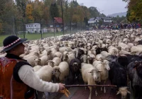 Rusza nabór na kursy baców i juhasów – w zawodzie przybywa kobiet - zdjęcie główne