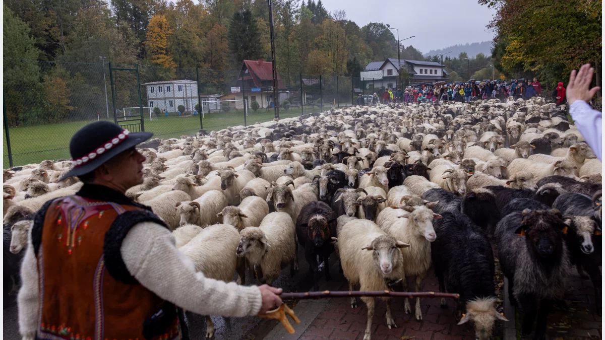 Rusza nabór na kursy baców i juhasów – w zawodzie przybywa kobiet