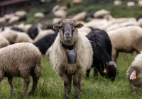 2 mln zł na wypas owiec - zdjęcie główne