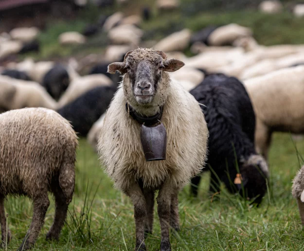 2 mln zł na wypas owiec - zdjęcie główne