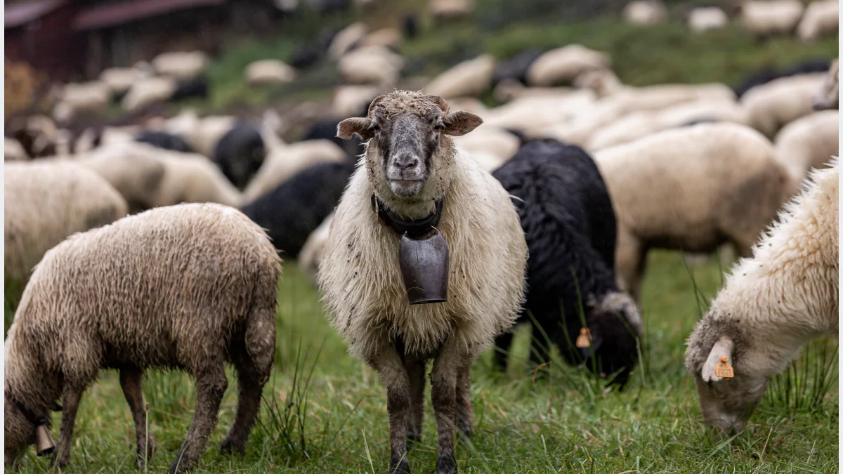 2 mln zł na wypas owiec