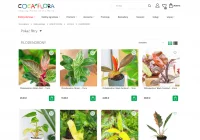 Filodendrony a jakość powietrza w domu - naturalny filtr dla Twojej rodziny - zdjęcie główne
