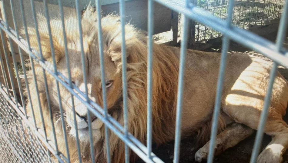 Mieszkaniec Czchowa nielegalnie posiadał i przetrzymywał lwy oraz tygrysa - zdjęcie 1