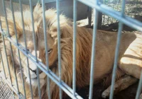 Mieszkaniec Czchowa nielegalnie posiadał i przetrzymywał lwy oraz tygrysa - zdjęcie główne