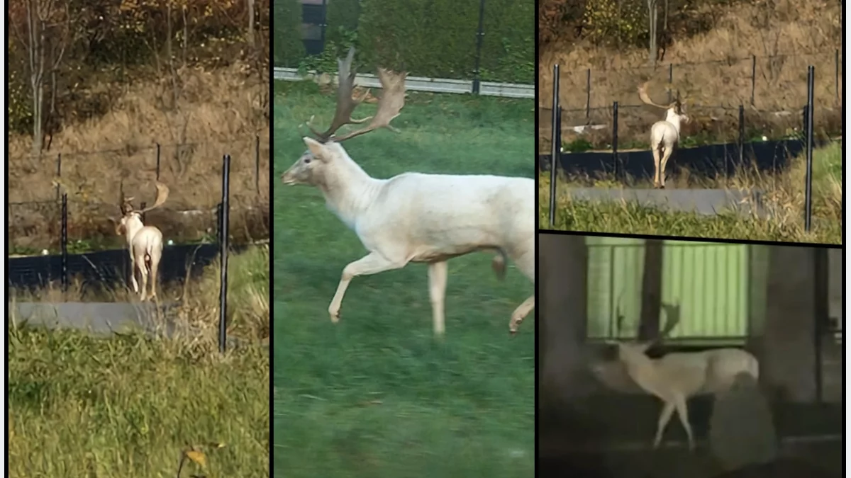 Nie jeleń-albinos, a daniel o wyjątkowym ubarwieniu
