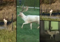 Nie jeleń-albinos, a daniel o wyjątkowym ubarwieniu - zdjęcie główne