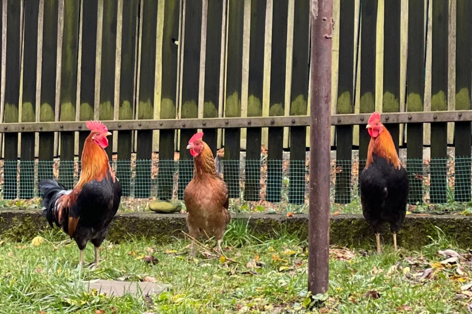 Koguty zielononóżki - zdjęcie 1