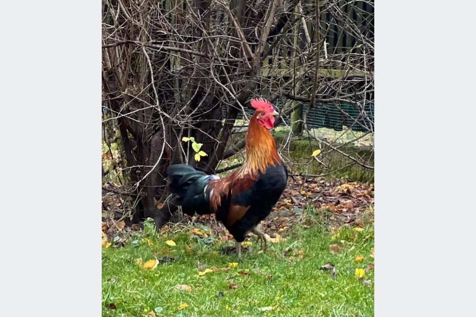 Koguty zielononóżki - zdjęcie 2