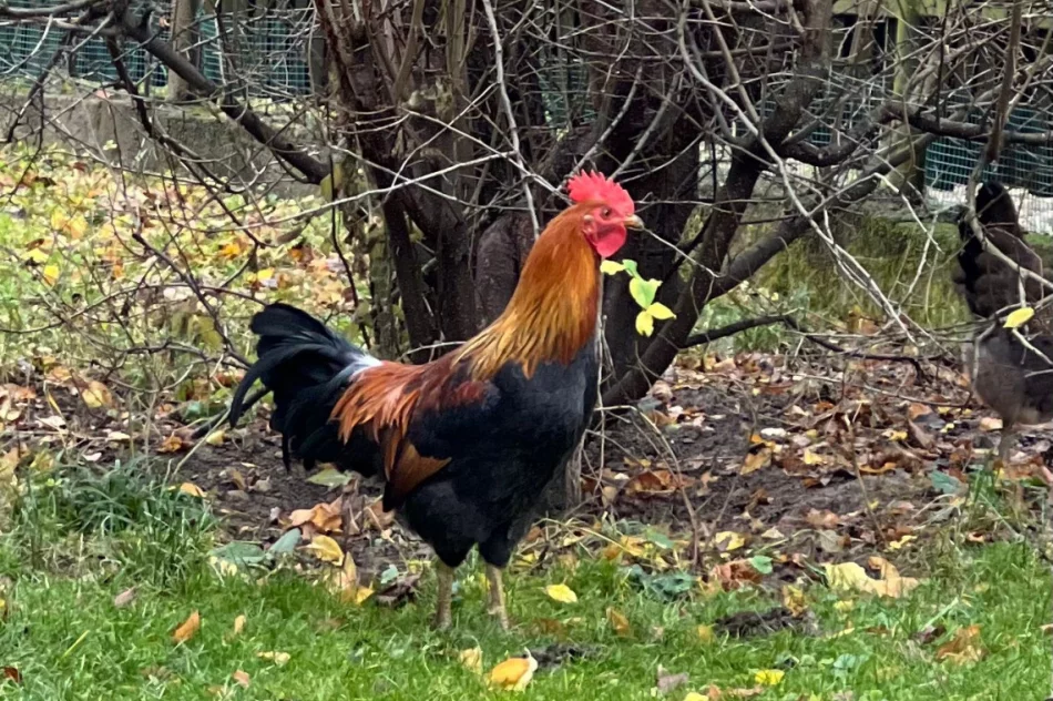 Koguty zielononóżki - zdjęcie 3