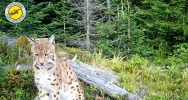 Rysie w Gorcach przed fotopułapką. GPN pokazał nowe nagranie - zdjęcie 3