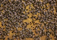 Propolis – właściwości, zastosowanie i korzyści zdrowotne. Kompletny przewodnik. - zdjęcie główne