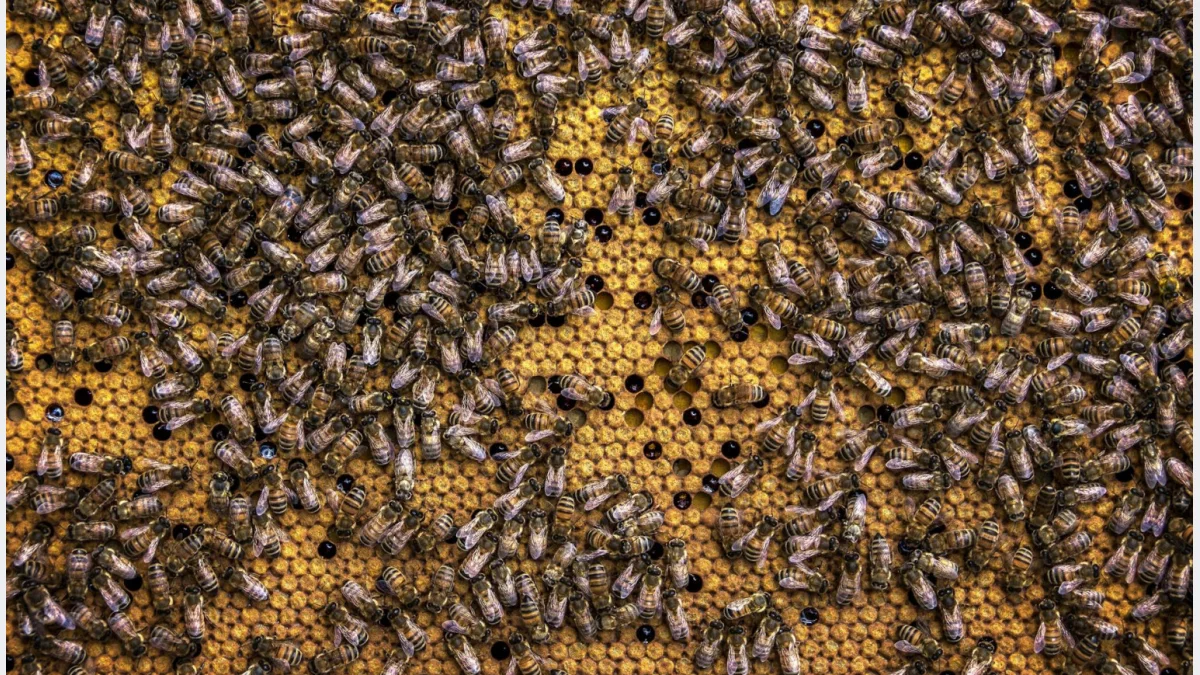 Propolis – właściwości, zastosowanie i korzyści zdrowotne. Kompletny przewodnik.