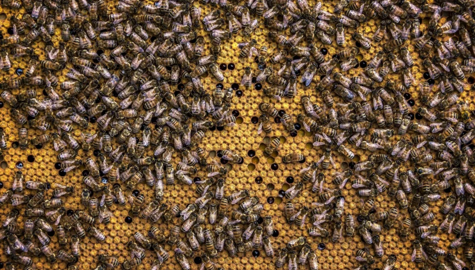Propolis – właściwości, zastosowanie i korzyści zdrowotne. Kompletny przewodnik. - zdjęcie 1