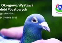 Już w najbliższy weekend zapraszamy na 47. Okręgową Wystawę Gołębi Pocztowych Okręgu Nowy Sącz PASZOMIX - zdjęcie główne