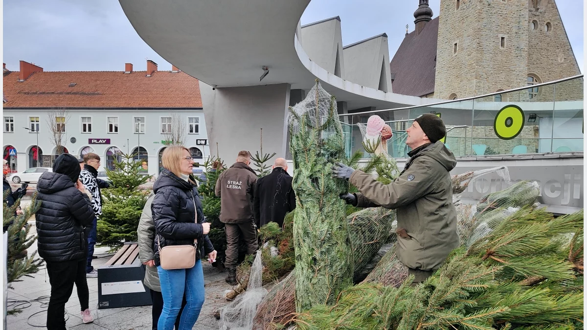Choinki dla mieszkańców powiatu/fot.: Nadleśnictwo Limanowa