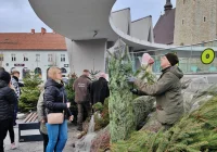 Choinek w tym roku nie będzie - zdjęcie główne