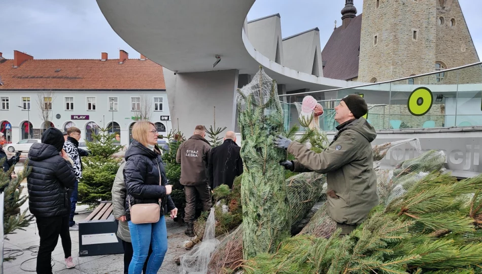Choinek w tym roku nie będzie - zdjęcie 1