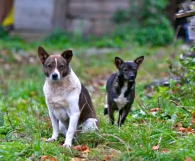 Urzędnicy apelują: psy na uwięzi, w przeciwnym razie grożą mandaty - zdjęcie główne