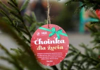 Choinka za oddanie krwi  - zdjęcie główne