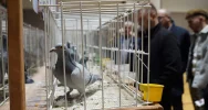 47. Okręgowa Wystawa Gołębi Pocztowych Okręgu Nowy Sącz PASZOMIX - zdjęcie 5