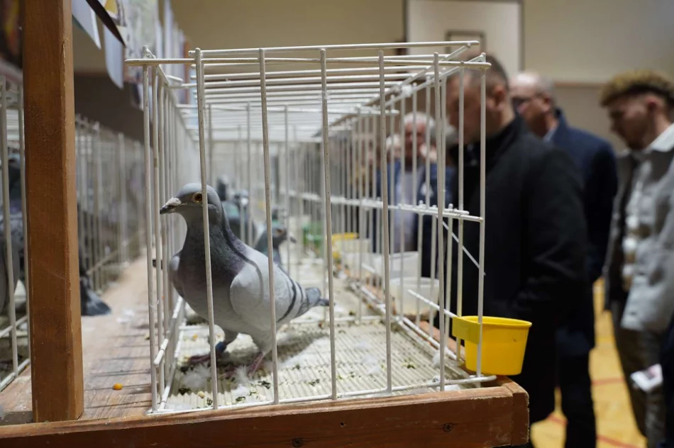 47. Okręgowa Wystawa Gołębi Pocztowych Okręgu Nowy Sącz PASZOMIX - zdjęcie 5