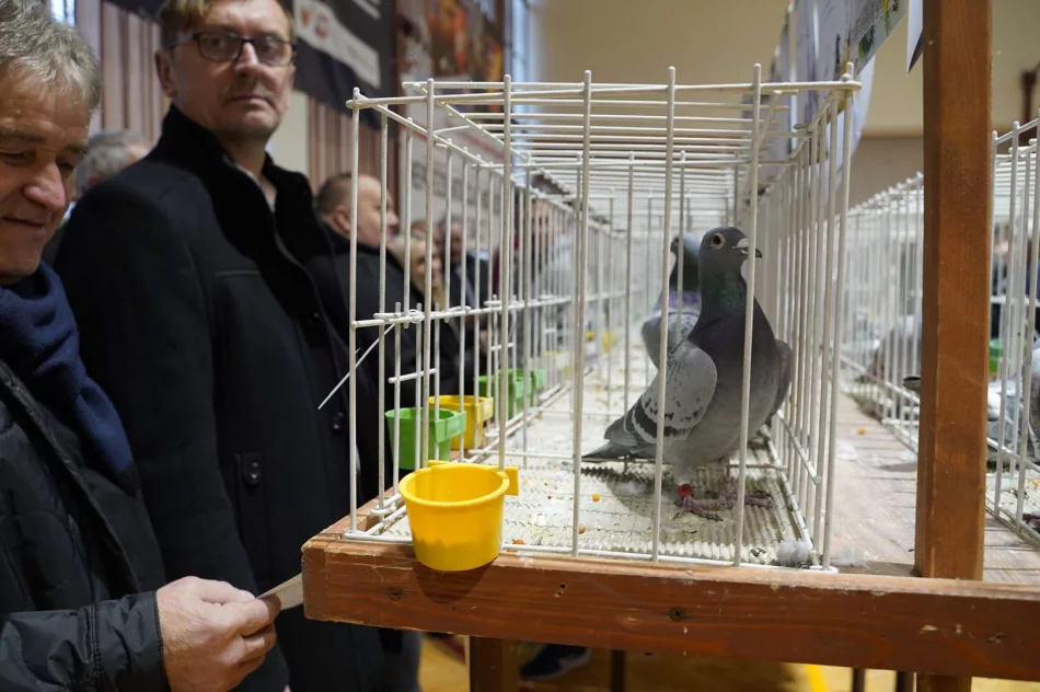 47. Okręgowa Wystawa Gołębi Pocztowych Okręgu Nowy Sącz PASZOMIX - zdjęcie 6