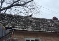 Pies spędził kilka dni na uszkodzonym dachu budynku - zdjęcie główne