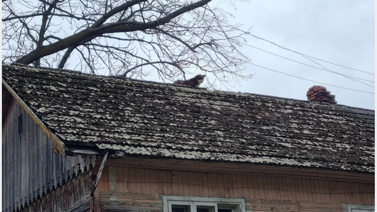 Pies spędził kilka dni na uszkodzonym dachu budynku
