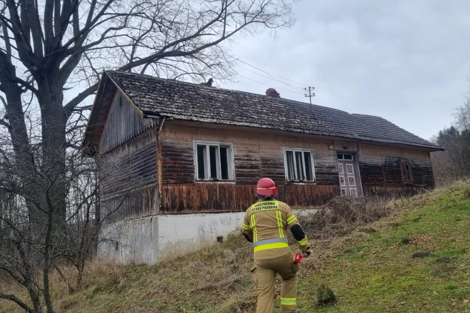 Pies spędził kilka dni na uszkodzonym dachu budynku - zdjęcie 2