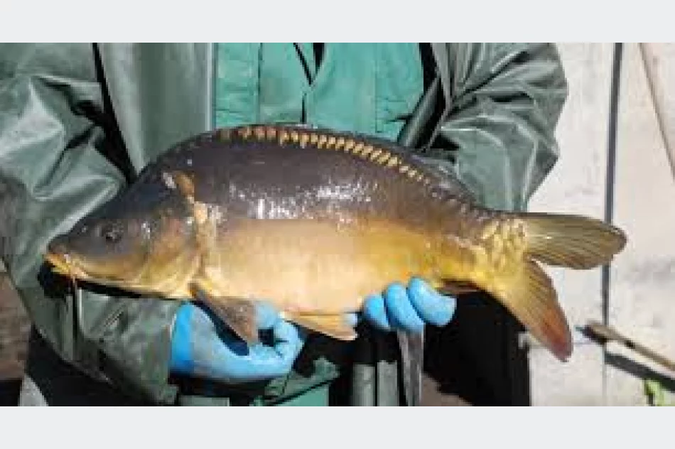 Sprzedaż Karpi i Pstrągów - zdjęcie 1